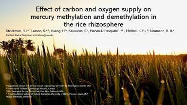 Carbon and oxygen alter mercury methylation in rice paddy soil and MeHg accumulation in rice grain